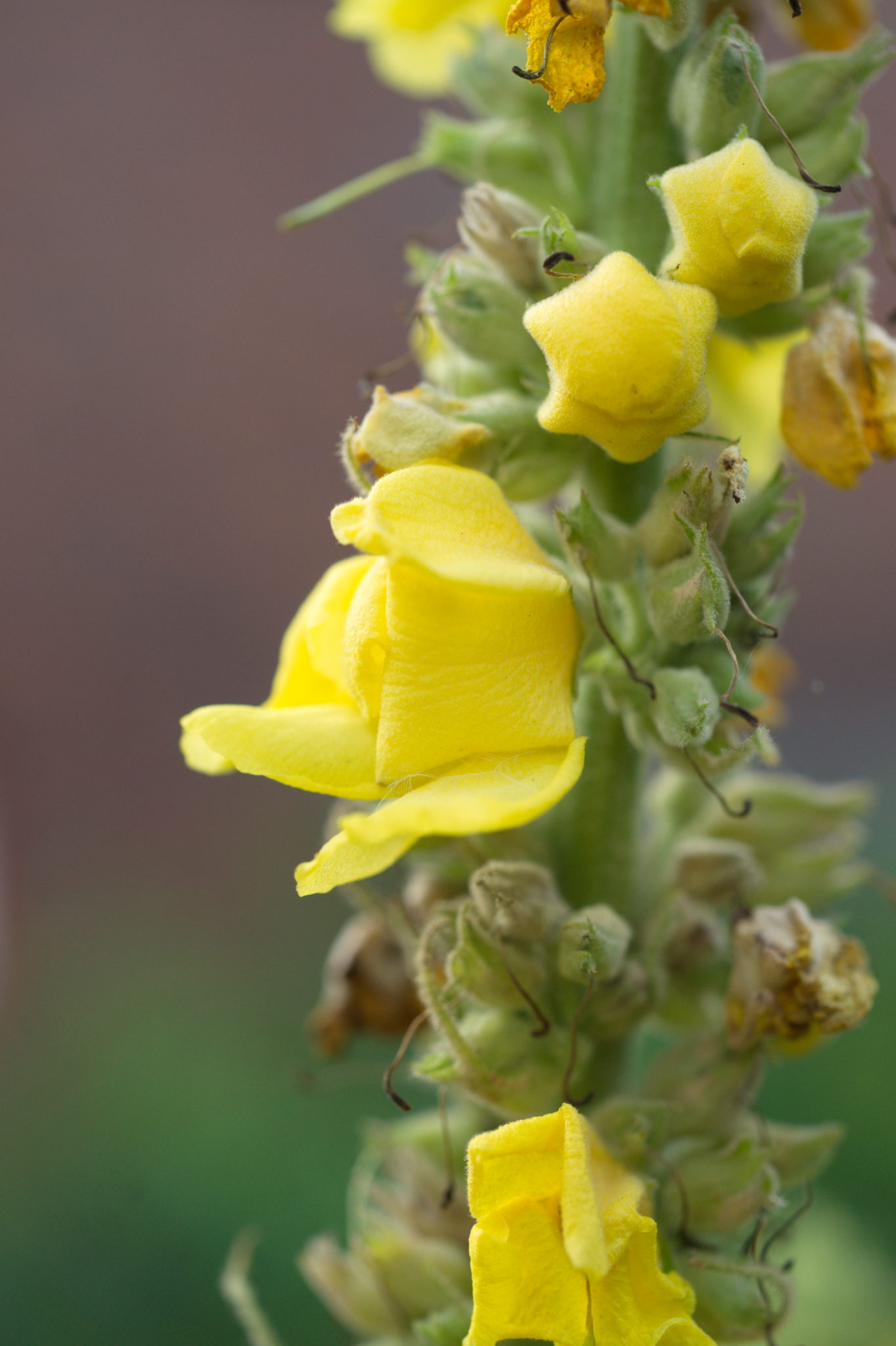 20210721  Gruen(t)raumHeimfeld 035